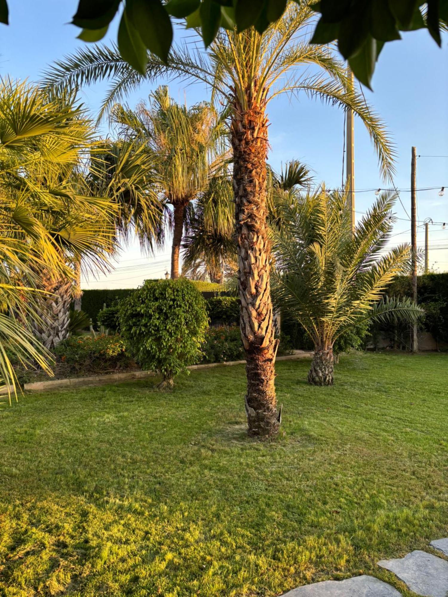 Casa Joan Villa Elche Kültér fotó