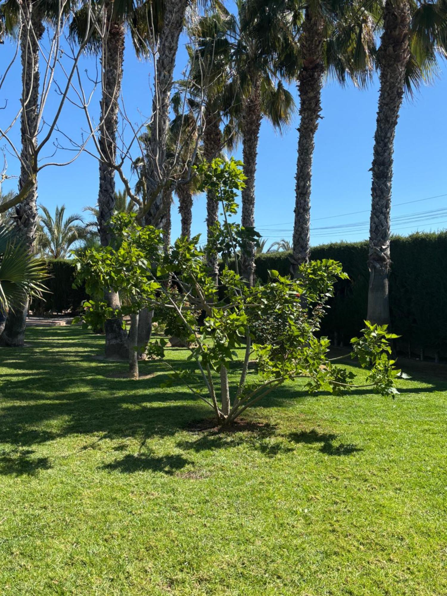 Casa Joan Villa Elche Kültér fotó