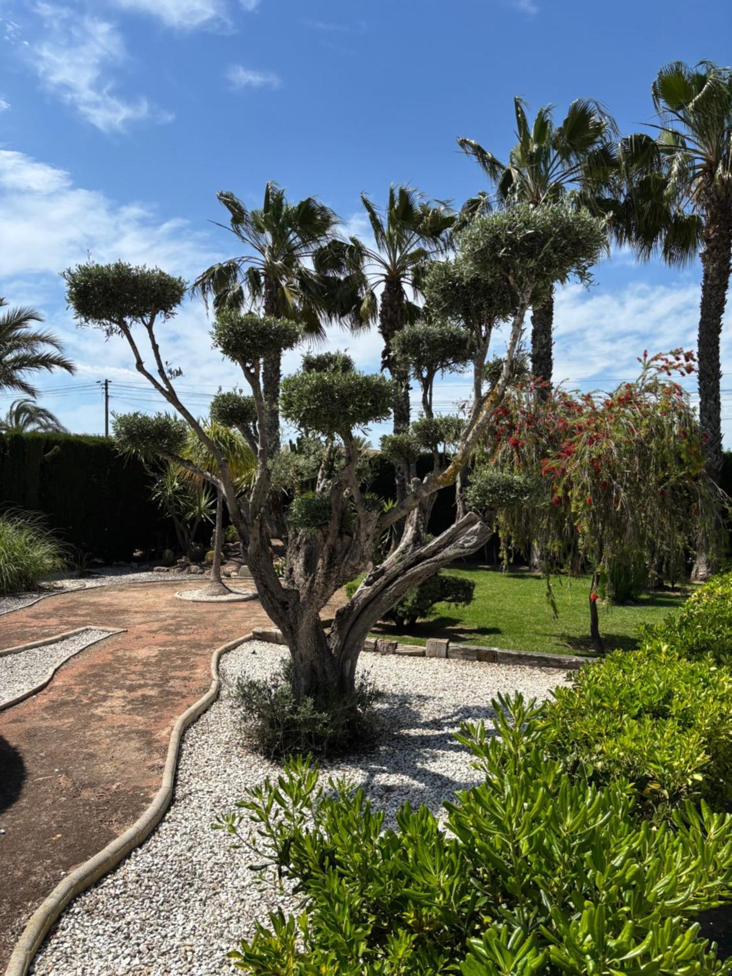 Casa Joan Villa Elche Kültér fotó